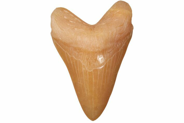 Realistic, Carved Orange Calcite Megalodon Tooth - Replica #202088